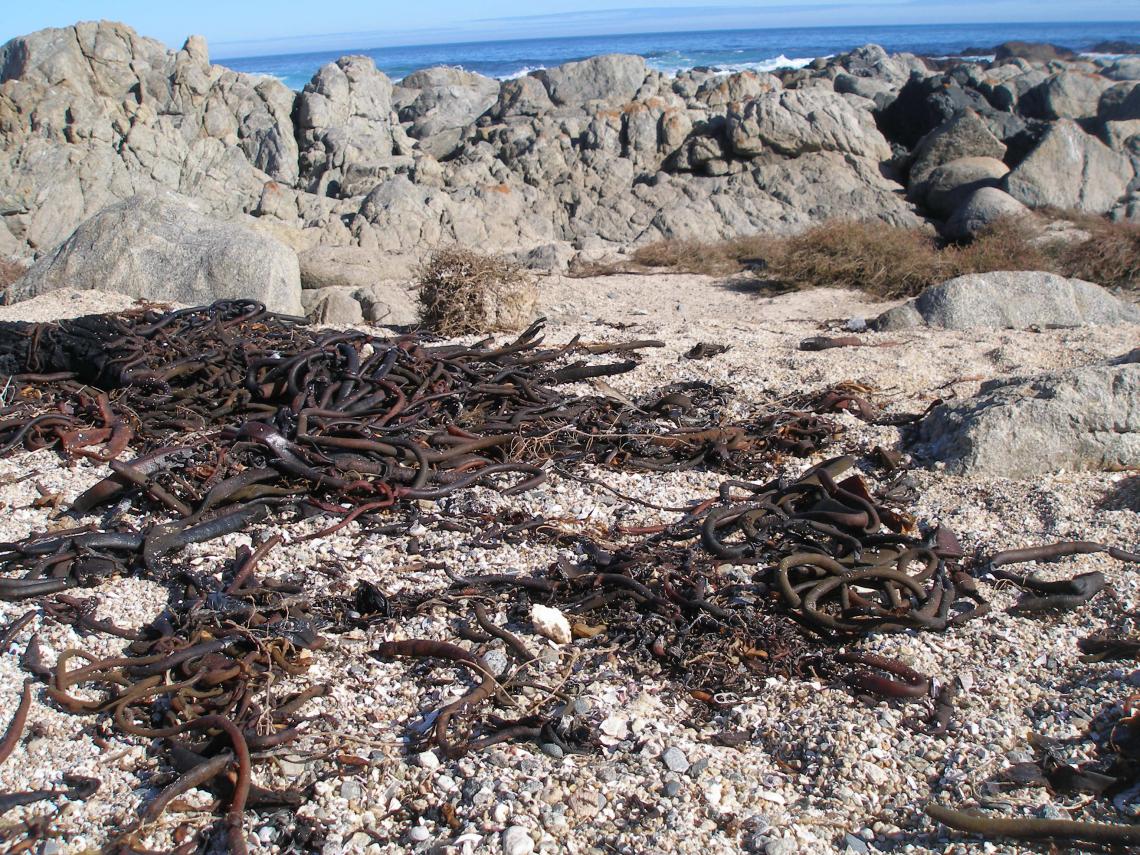 Imagen La algas, que parecen víboras, en la playa cercana a la casa de Neruda.