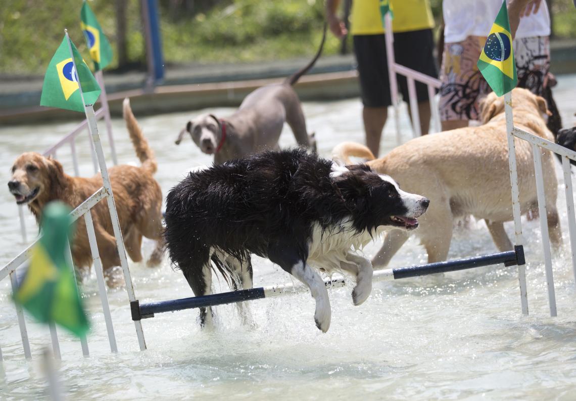 Imagen Los perros hacen la entrada en calor.