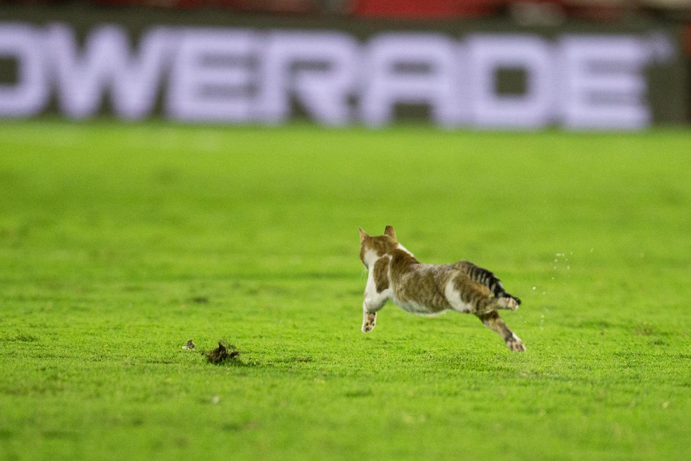 Imagen Un gato invadió la cancha en el segundo tiempo. Foto: Gonzalo Colini