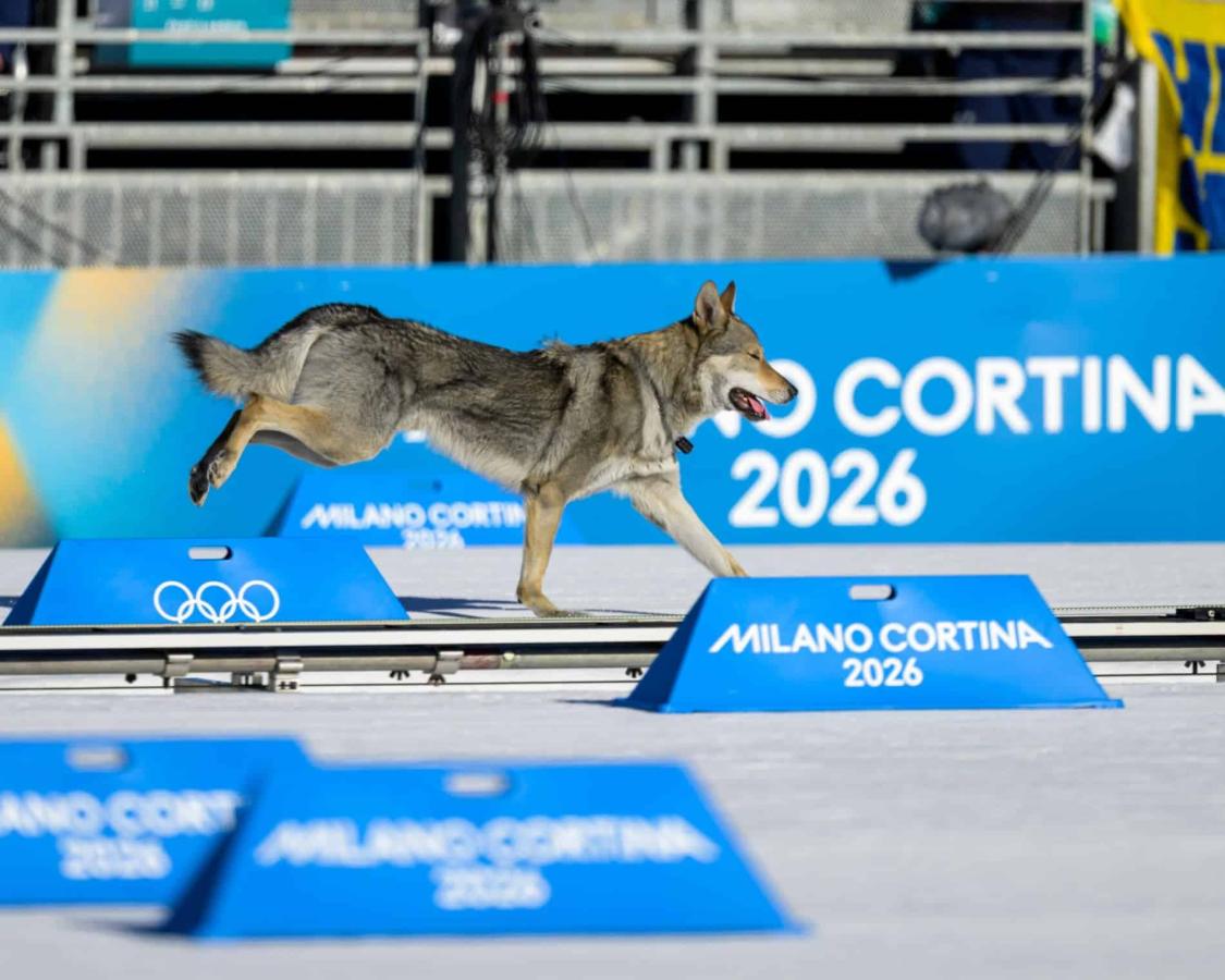Imagen Sorteó a la seguridad, saltó a la pista y cruzó la meta. El perro lobo se llevó todos los flashes.