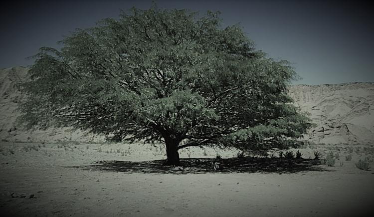 Imagen de El árbol...Por Borocotó.