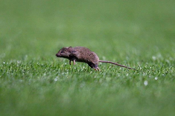 Imagen de Las ratas del Manchester United