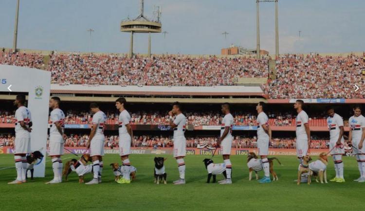 Imagen de Perros a la cancha