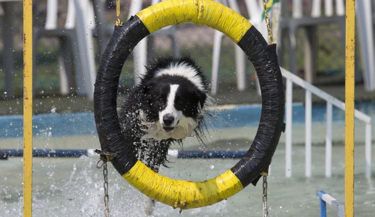 Imagen de ¡Ese atleta es un perro! Sí, son los Juegos Olímpicos perrunos, en Río