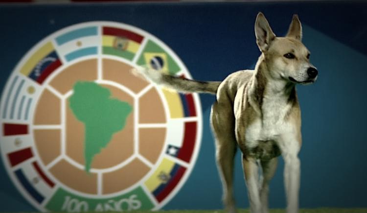 Imagen de Hasta los perros festejaron el triunfo