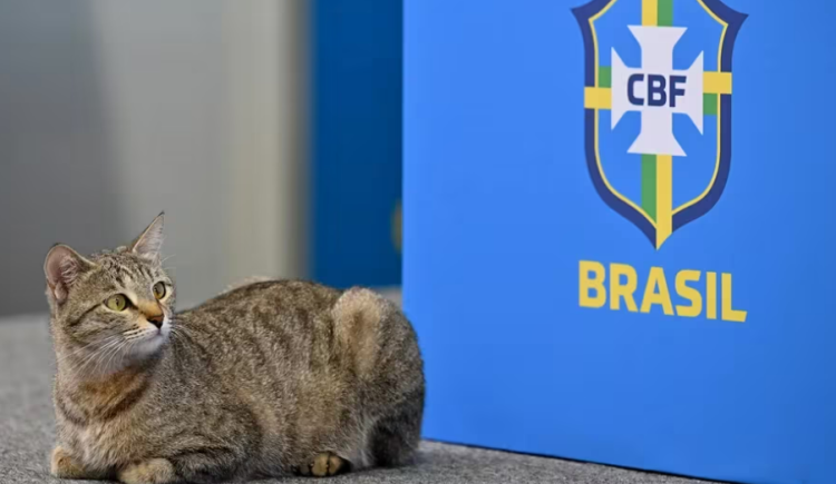 Imagen de El felino por el que Brasil a gatas se presenta y no puede rasguñar ni un empate