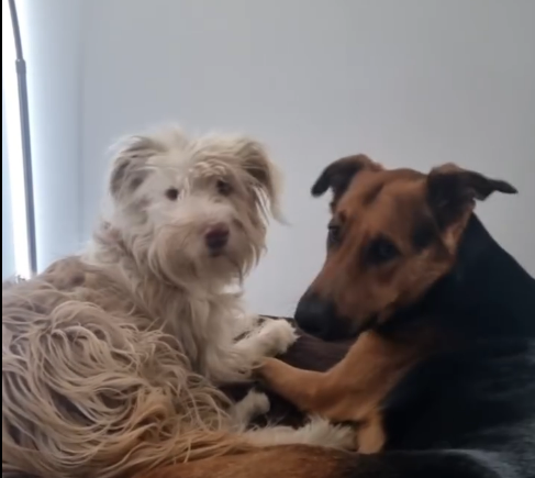 Imagen de La fábula del Zorro y los perros: la ternura de un goleador implacable