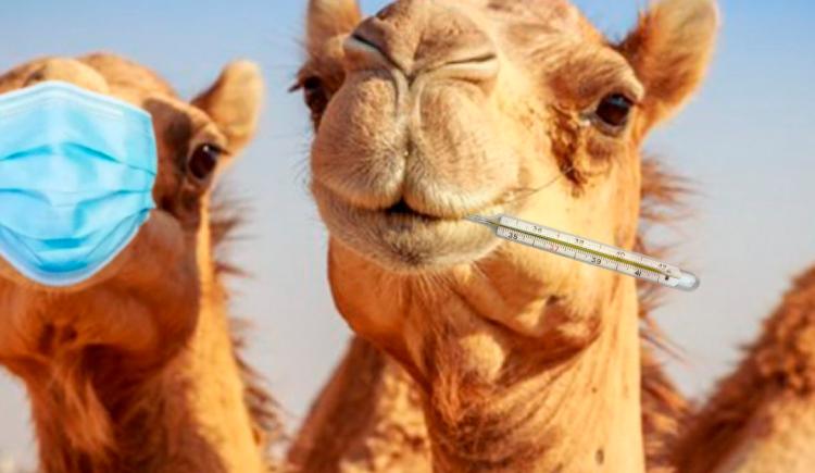 Imagen de Qué es el virus del camello: síntomas y tratamiento del mal que aqueja a Francia