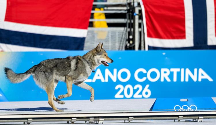 Imagen de Un perro lobo invadió la pista de esquí de los JJ.OO. de Invierno, cruzó la meta y olfateó a una deportista argentina