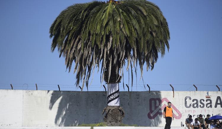 Imagen de Tristeza en Danubio: agoniza la famosa palmera del estadio